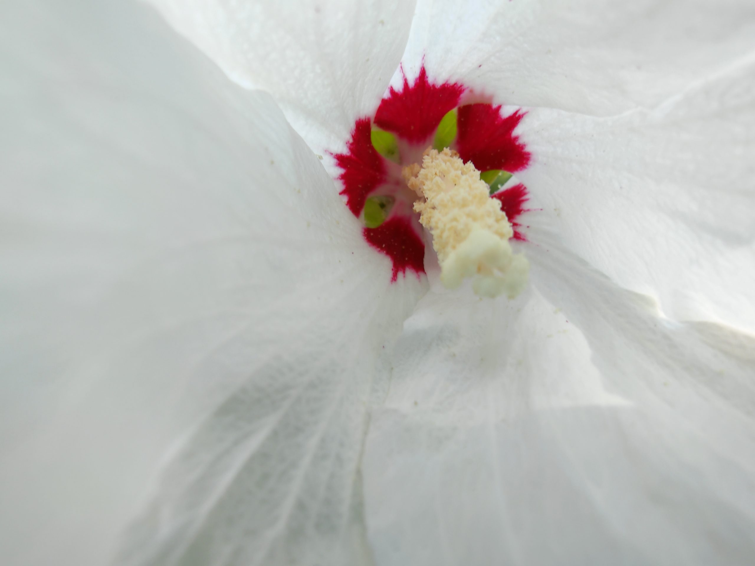 Markomodus Blume