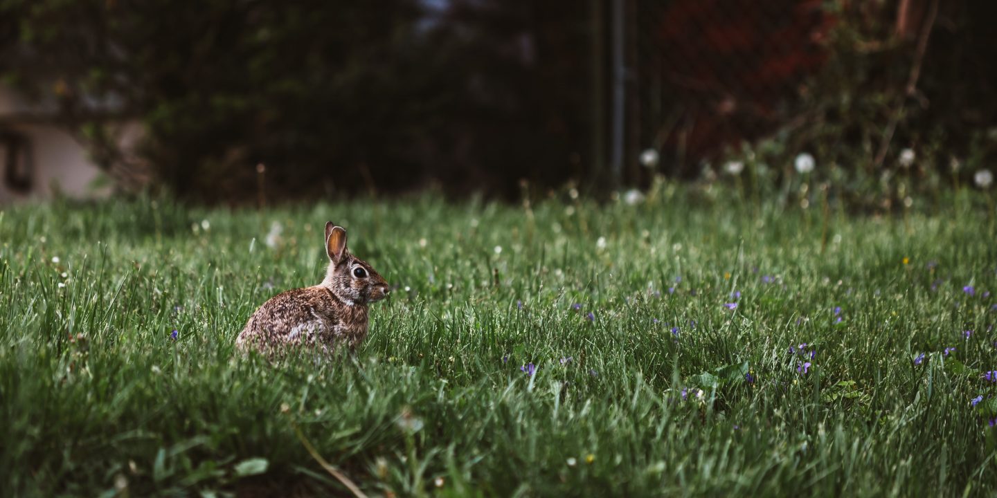 Kaninchen auf einer Wiese - Foto von Peter Lloyd - StockSnap.io