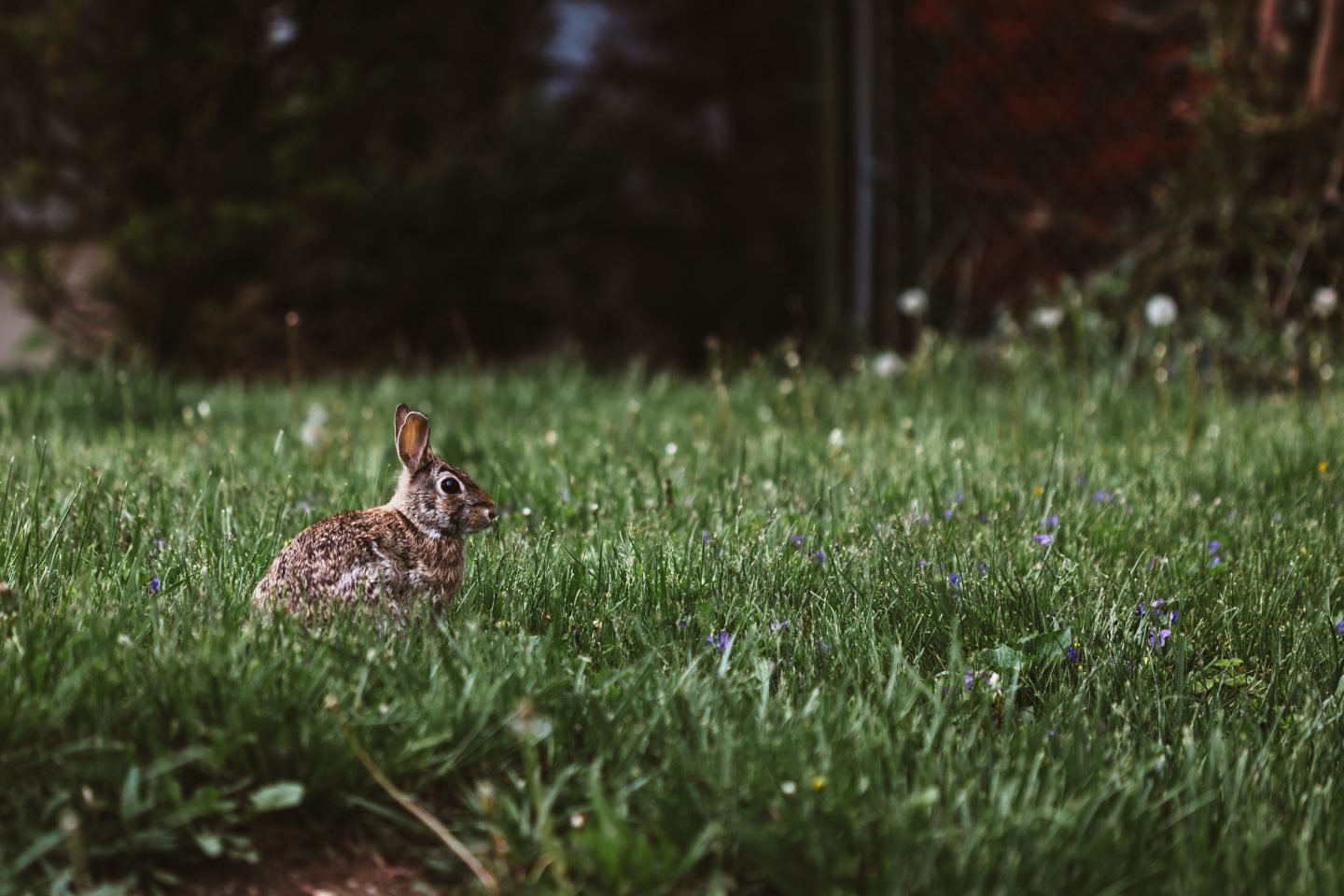 Kaninchen auf einer Wiese - Foto von Peter Lloyd - StockSnap.io